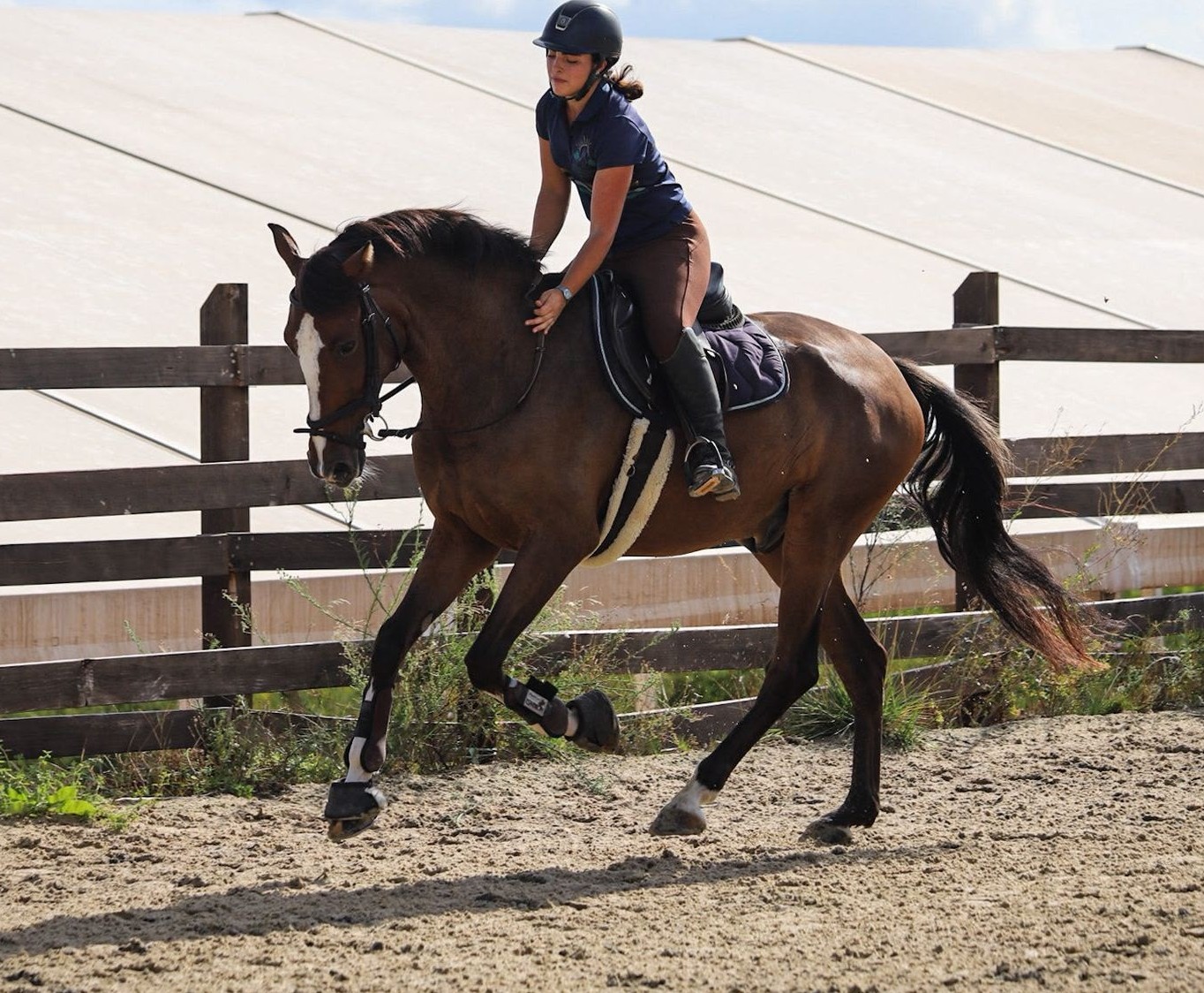 horse